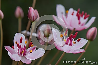 Flowering rush Butomus umbellatus close-up of pink flowers Stock Photo